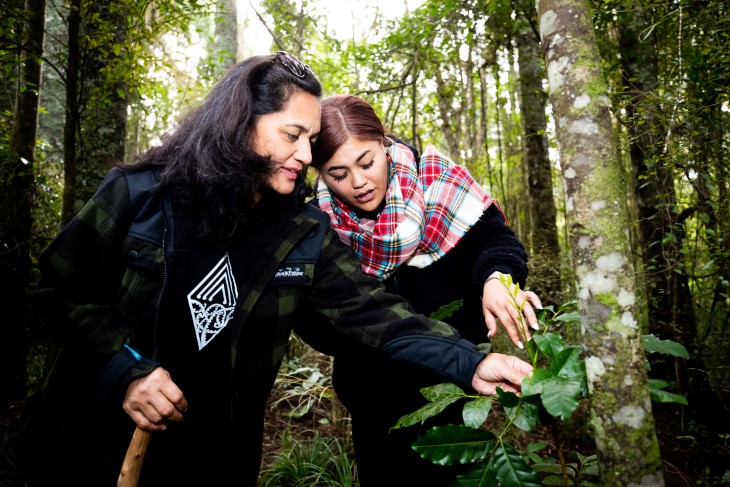 Two Maori women look at a kawakawa leaf