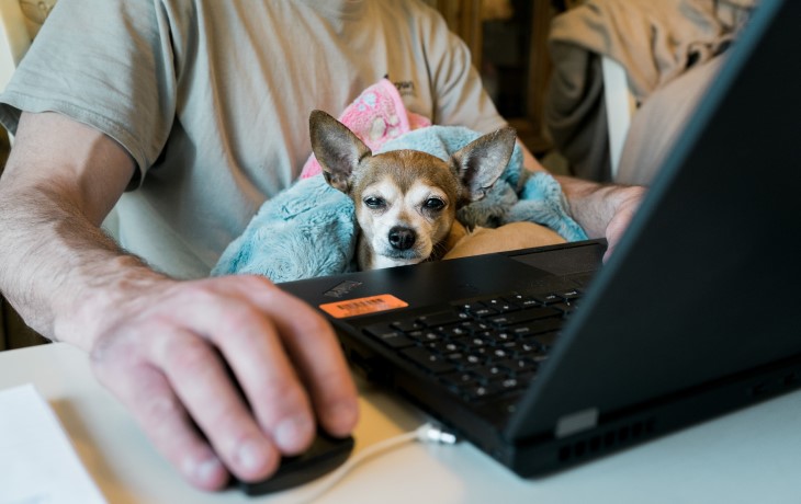 A dog sits on its human's lap while at a computer