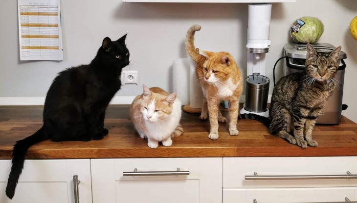 Four cats sit on a benchtop