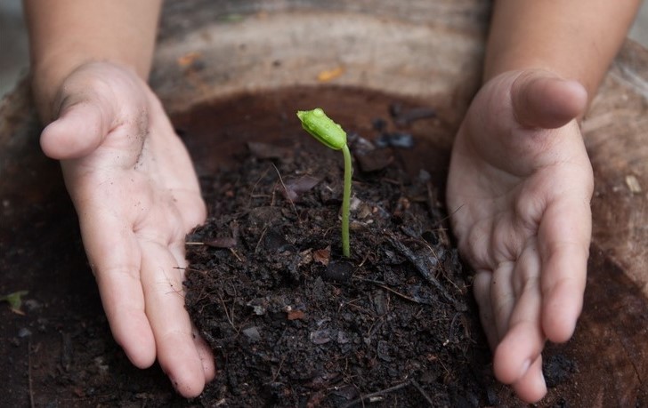 Seedling sprouts in pot between child's hands