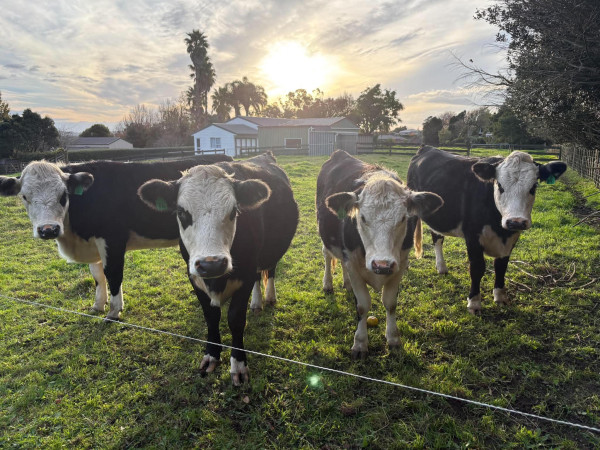 Cows posing