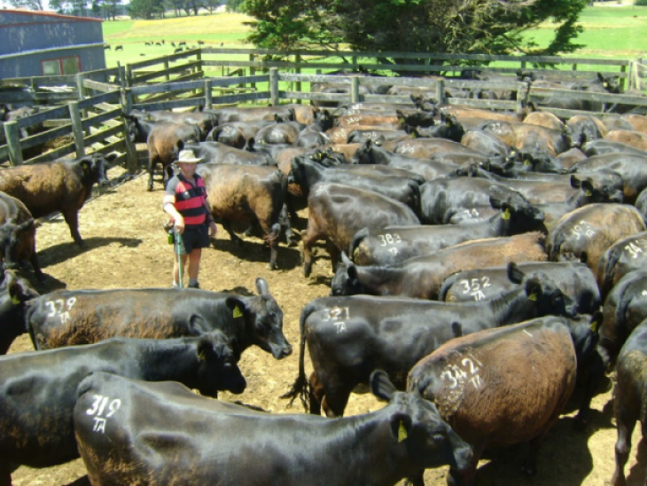 Farmer herds cows