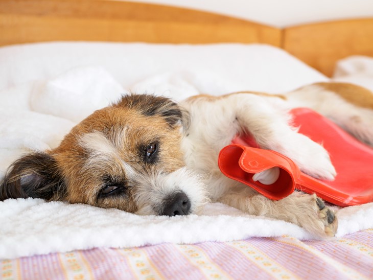 Dog on a bed with hot water bottle.