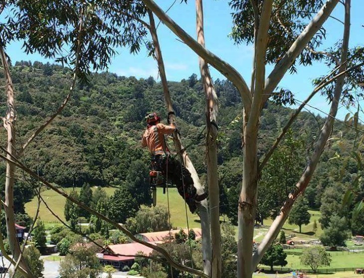 Mitch working as an arborist, tied to a tree, cutting the tree.