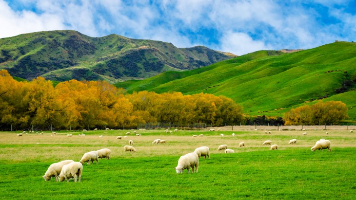 Sheep grazing in a field in front of hills. 