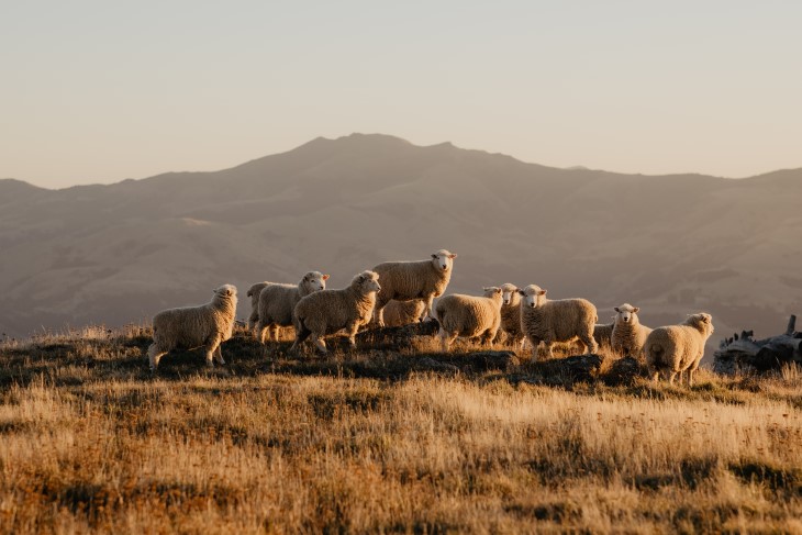 Sheep standing at the top of a hill during sunset. 