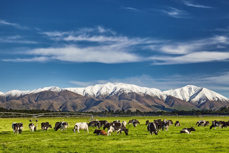 A herd of cows grazing in a paddock in front of snow-covered mountains.