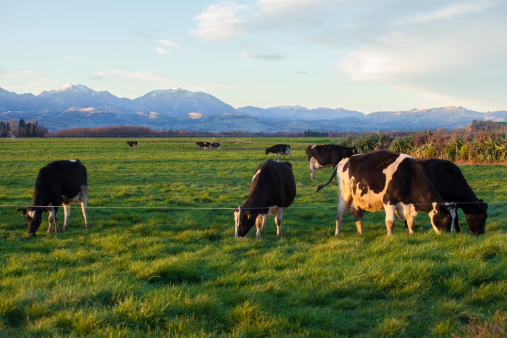 A herd of cows standing in a paddock on a farm. 