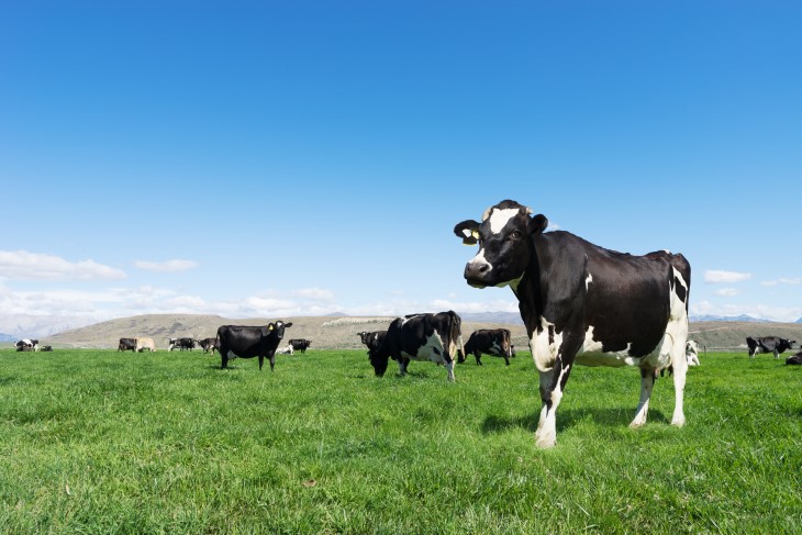 A herd of cows standing in a paddock on a farm. 