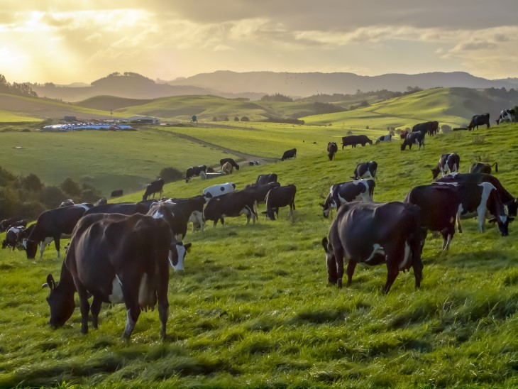 A herd of cows standing on a hill as the sun sets through the clouds in the distance.
