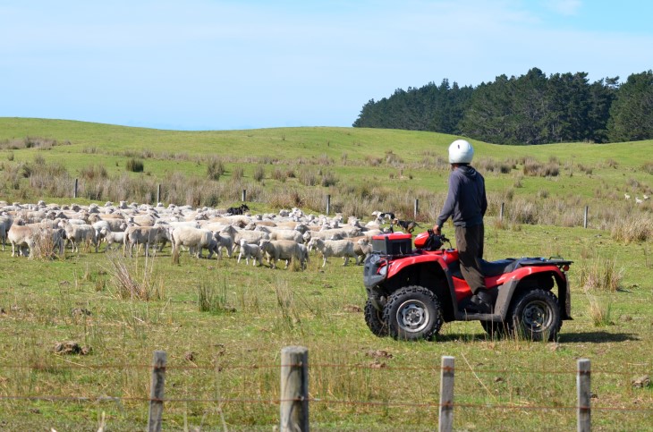 A farmer on a quad bike looking out over his sheep. 