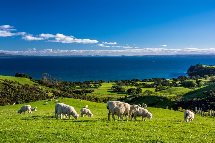 A flock of sheep standing on a field overlooking the harbour in Auckland.