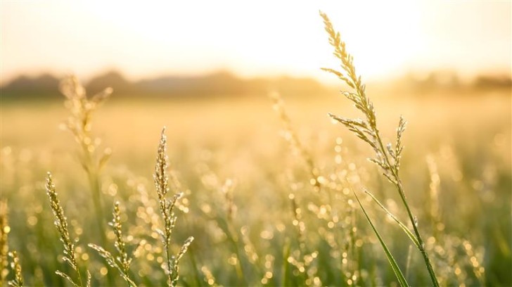 The sun going down behind a field at sunset.