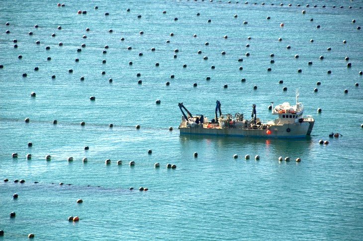 A boat in the water at a commercial mussel farm. 