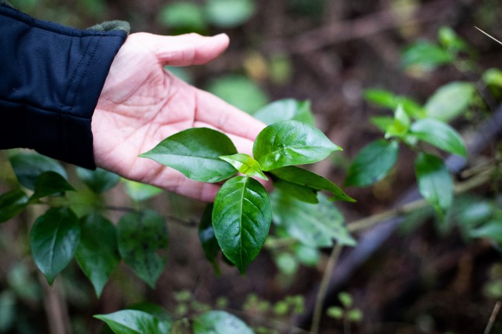 A close-up photo of a hand holding the leaf of a plant used in rongoā Māori traditional healing. 